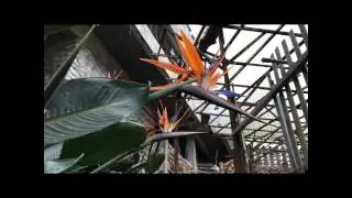 Cameron Highlands- Strawberry Farm