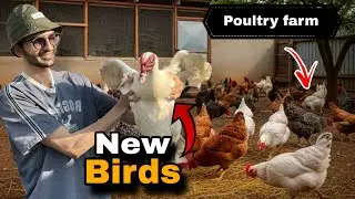 My Biggest Poultry Farm Delivery Day Ever!🥳😍 (Unboxing New Birds) 📦