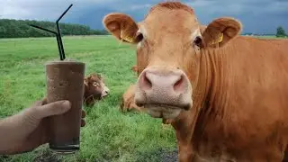 The WORST attempt at a chocolate milk ranking.