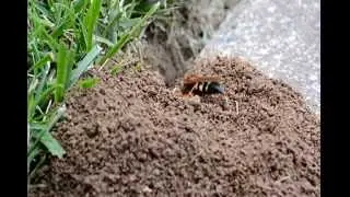 Digger Bee (Eastern cicada killer) - Making a nest
