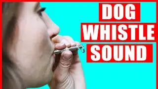 Dog Whistle Sound to Call Dogs. Dog Whistle Sound Effect Loud to Attract Your Dog.