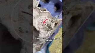 &iquest;C&oacute;mo reproducir tus grillos 🦗? &iexcl;F&aacute;cil y barato! #quiubolereptileros #shorts