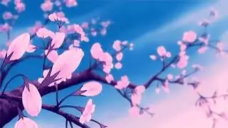 cherry blossom