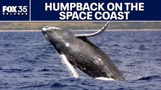 Humpback whale sighting surprises fishermen off Florida Coast