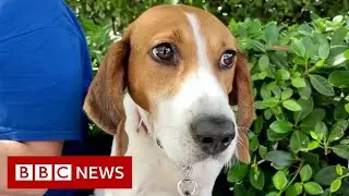 How dogs are helping the Miami rescue effort - BBC News