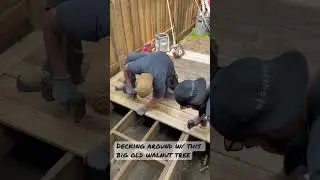 Decking around a big old walnut tree #design #landscapedesign #deck #decking #highbush