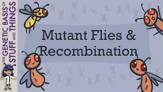 Mutant flies helped us discover intragenic recombination