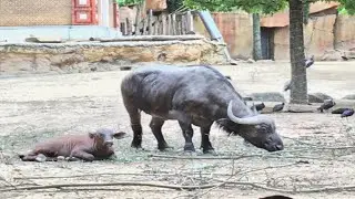Zoo Antwerp