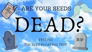 ARE YOUR SEEDS DEAD? TESTING THE SEED FLOATING TEST