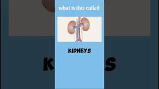 Can you name these human internal organs?  #shorts #english #learnenglish #basicenglish # vocabulary