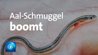 Heiß begehrte Schmuggelware: Das Geschäft mit den Aalen boomt