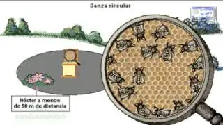 EL CURIOSO BAILE O DANZA DE LA ABEJA PRODUCTORA DE MIEL ( MELIFERA ) ANIMACION