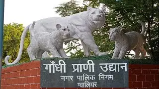 GWALIOR ZOO🐯🐊🐆ग्वालियर का चिड़िया घर🐆🐯मेरे साथ देखिऐ white tiger