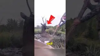 This cow saved a deer&rsquo;s life#animals #cow #kindness #warm #shorts