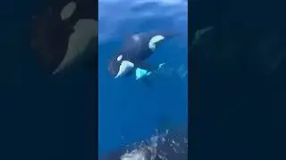 🇵🇼 Orcas in Palau! #travel #palau #orcaencounter #orca