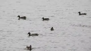 Rate caraitoare - Garganey ducks displaying