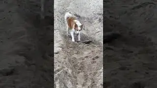 She just love digging #lovelygirl