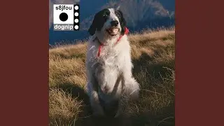Side Eye Dog