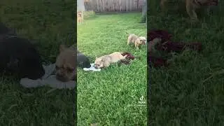 Cali kush bully crew #bullyshorts #americanbully #nanobully