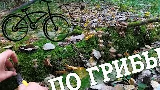 На велосипеде за грибами. Собираем опята / Велопогрибушка / 30.09.2017