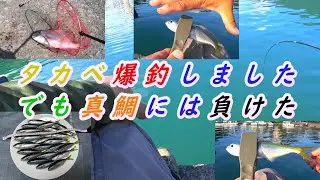 沼津でタカベ釣り九ちゃんＦと同じ港で釣りしてました！いつか会えたら良いな♪2021年7月下旬