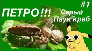 ПЕТРО #1 // содержание паука краба (бокохода) // домик для Петра (Xysticus acerbus)