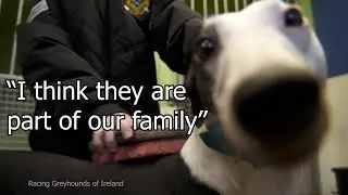 Greyhounds are part of our family | #BehindTheTrack Part 3