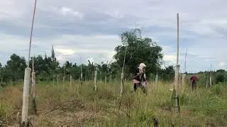 FILIPINA WIFE BETH PLANTING A DRAGON FRUIT ? Expat life in the Philippines