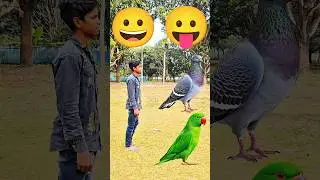 Rounding coconuts to Duck, Peacock, Pigeon & Parrot - Birds names magic video