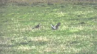 Pallid Harrier, Fair Isle, 17th September 2015