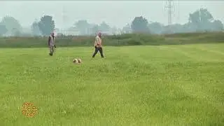 Attitudinale su quaglie a Gradella di Pandino