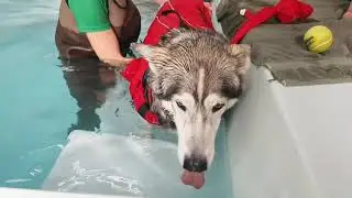 Badgers first hydrotherapy session