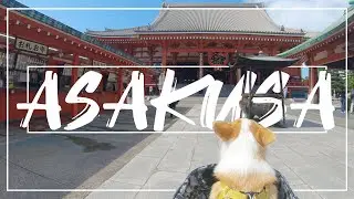 浅草を散策するコーギー【corgi Travel】
