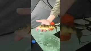 OVER 200 FISH CAUGHT (Lake Simcoe Jumbos)