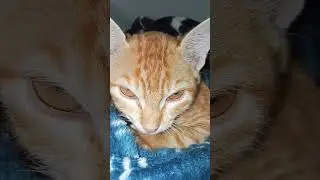 Purring Kitten 🐈 🐾| Mycatememories | #cats #purring #purringcats