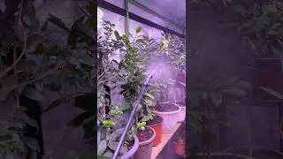 misting my grow tent so that the plants stay humid and hot. #indoorgrowing #growsomething #homestead