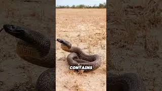 Most Venomous Snake Ever 😨🐍 || #amazingfacts #dangerousanimals @brainarchive360