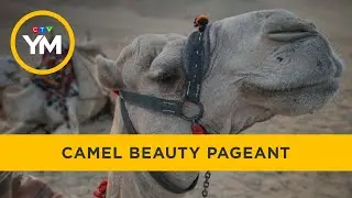 Dozens of camels were disqualified from a beauty contest for this very strange reason | Your Morning