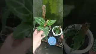 anthurium crystalinum #anthurium #anthuriumindonesia #anthuriumkupinggajah #anthuriumcrystallinum