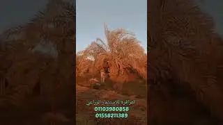 أشهر طريقة لزراعة النخيل في الداخلة ... و كلام مهم لازم تسمعه قبل ما تيجي الوادي الجديد