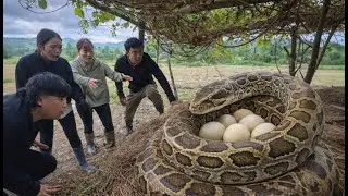 Giant Python Attacks Chicken Nest, Causing Panic Among Four Farmers | Wild TV