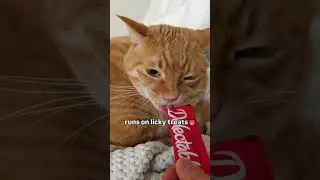 cat cat cat cat Cute Funny Cat chef