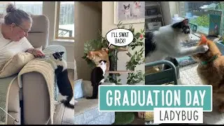 Graduation Day -- Ladybug
