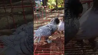 Fancy Pigeon Modern Oriental Frill #pigeon #bird