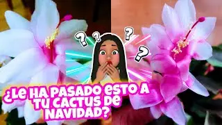 CACTUS DE NAVIDAD🎄☃️¿Cómo Cambió de color mi Cactus de Navidad? 🤯/Cactus de Sombra 💚