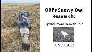July 20, 2022: Update from Denver Holt on ORI's Snowy Owl Research and Live Cam