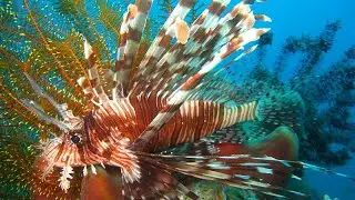 Invasive species: Are they really threatening the Mediterranean Sea and local fisheries?