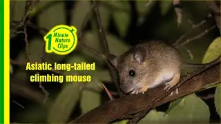 Asiatic long tailed climbing mouse from mudumalai wildlife sanctuary