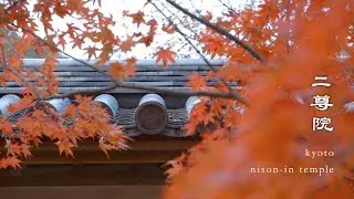 京都 二尊院　春夏秋冬  ｜  Four seasons in Kyoto Nison-in temple