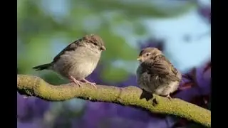 Vogelgezwitscher - Vogelgesang - Naturgeräusche zum Entspannen